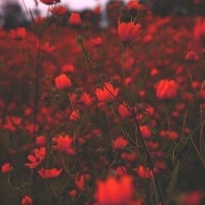 Meet your Posher, Aquarius